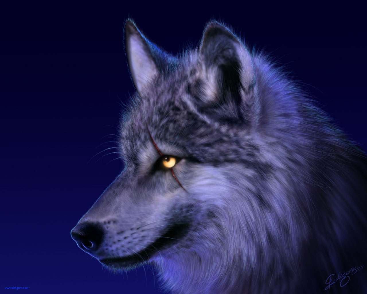 Wolf wallpaper