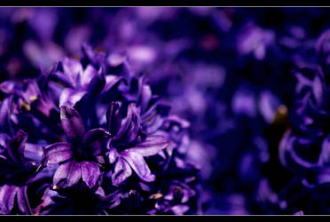 Dreams in purple