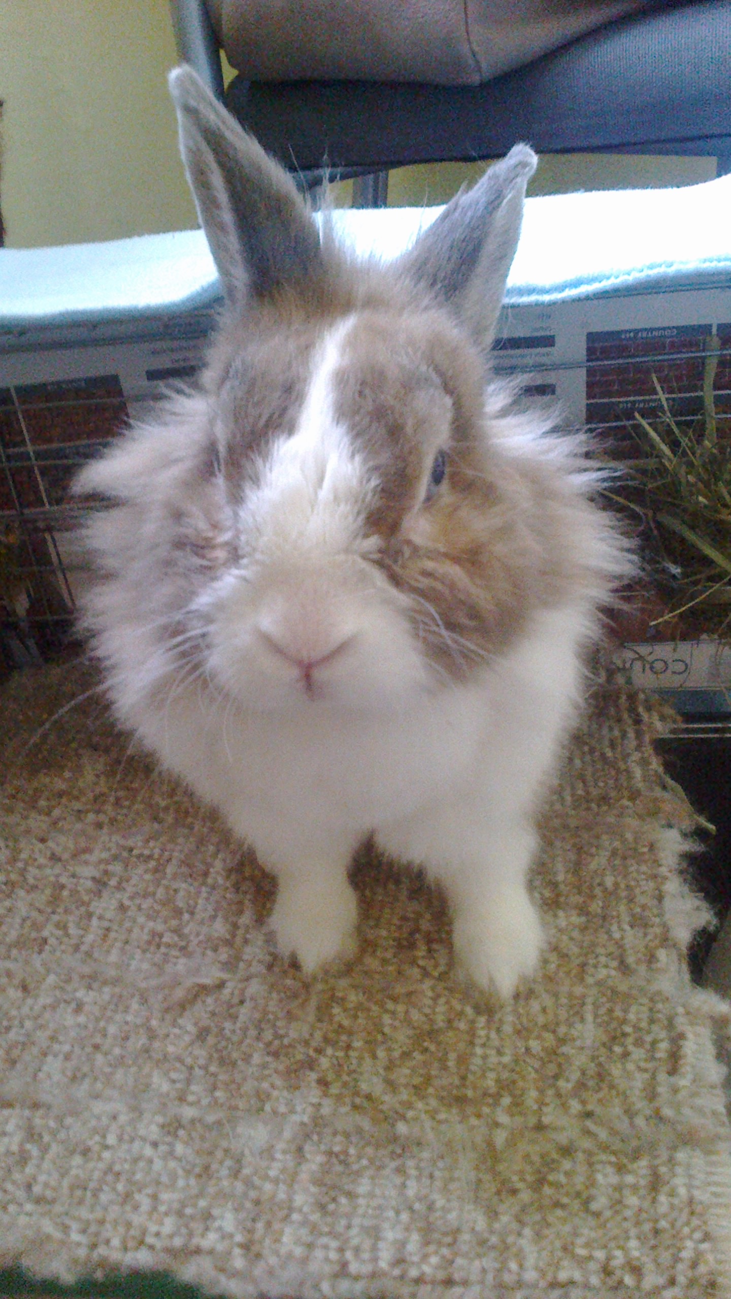 My bunny