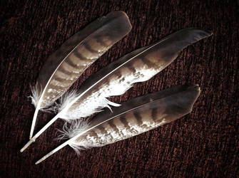 Feathers