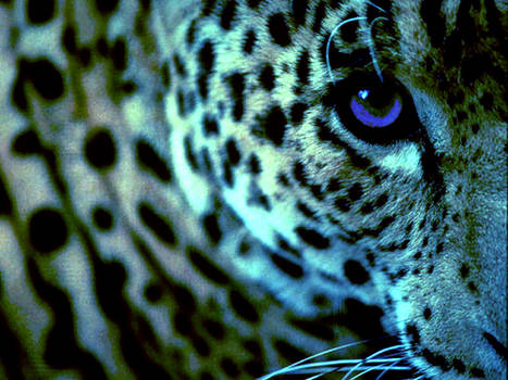 Cheetah Blues