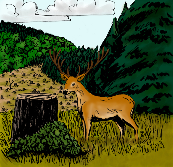 Deer In Woods