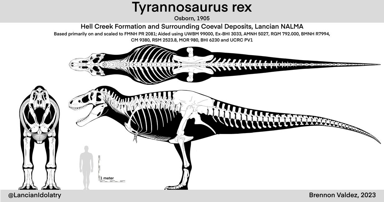 Additional Structures Rex Raptor Tyrannosaurus rex Skeletal by Tyrannoraptoran on DeviantArt