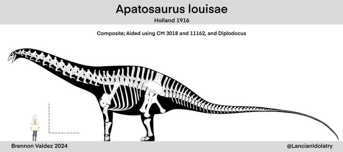 Apatosaurus louisae Skeletal Reconstruction