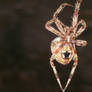 Araneus gemma Orb Spinner