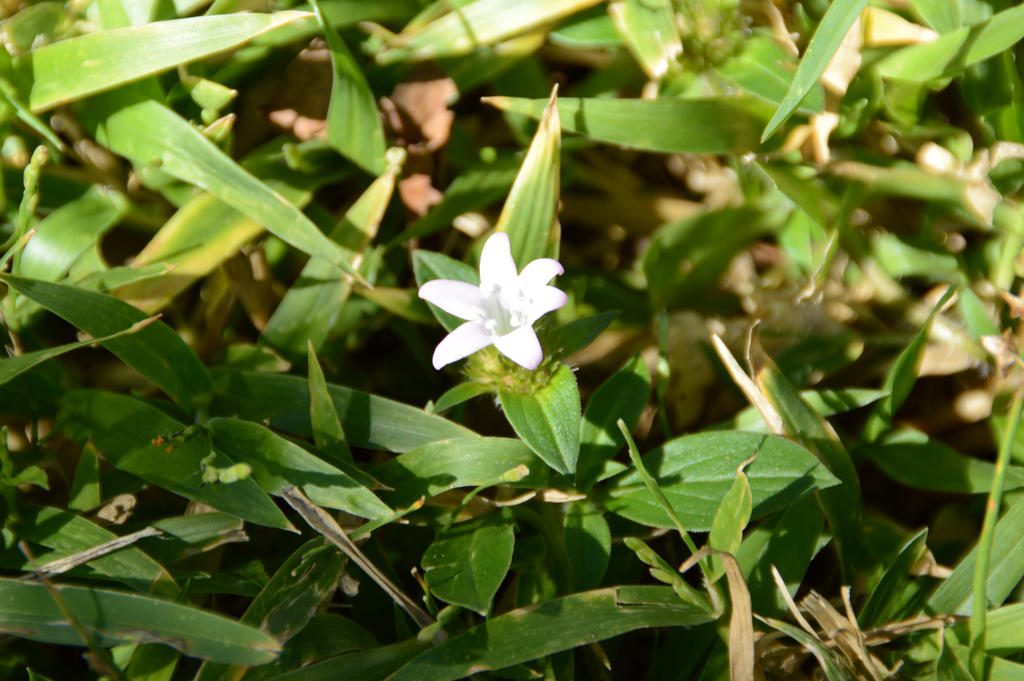 Goathead Flower