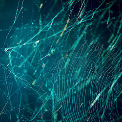 Spider Web Stock 10