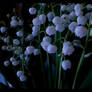 Lily of the valley