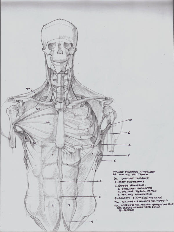 drawing anatomy ex.1 by dem125 on DeviantArt