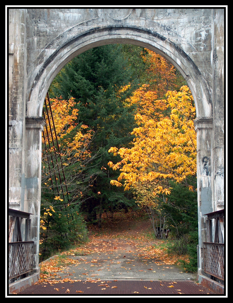 Fall Leaves