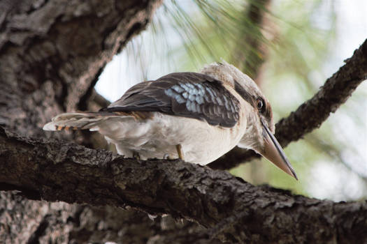 Kookaburra