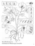 Botanical Illustration: Orchid