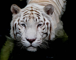 White Tiger