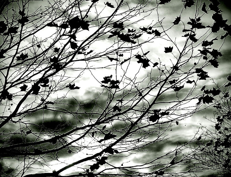 Leaves Texture 01