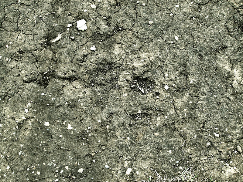Dirt Texture 03