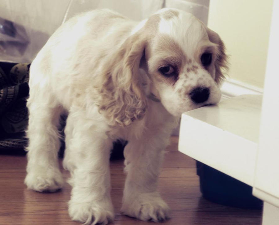 Grumpy Puppy by HarmonyUniverse on DeviantArt