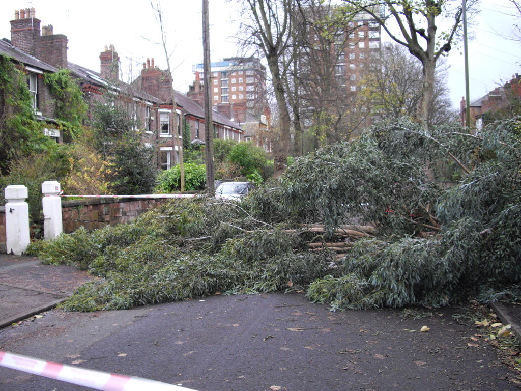 fallen tree 1