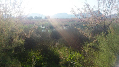 Sunshine in Fields