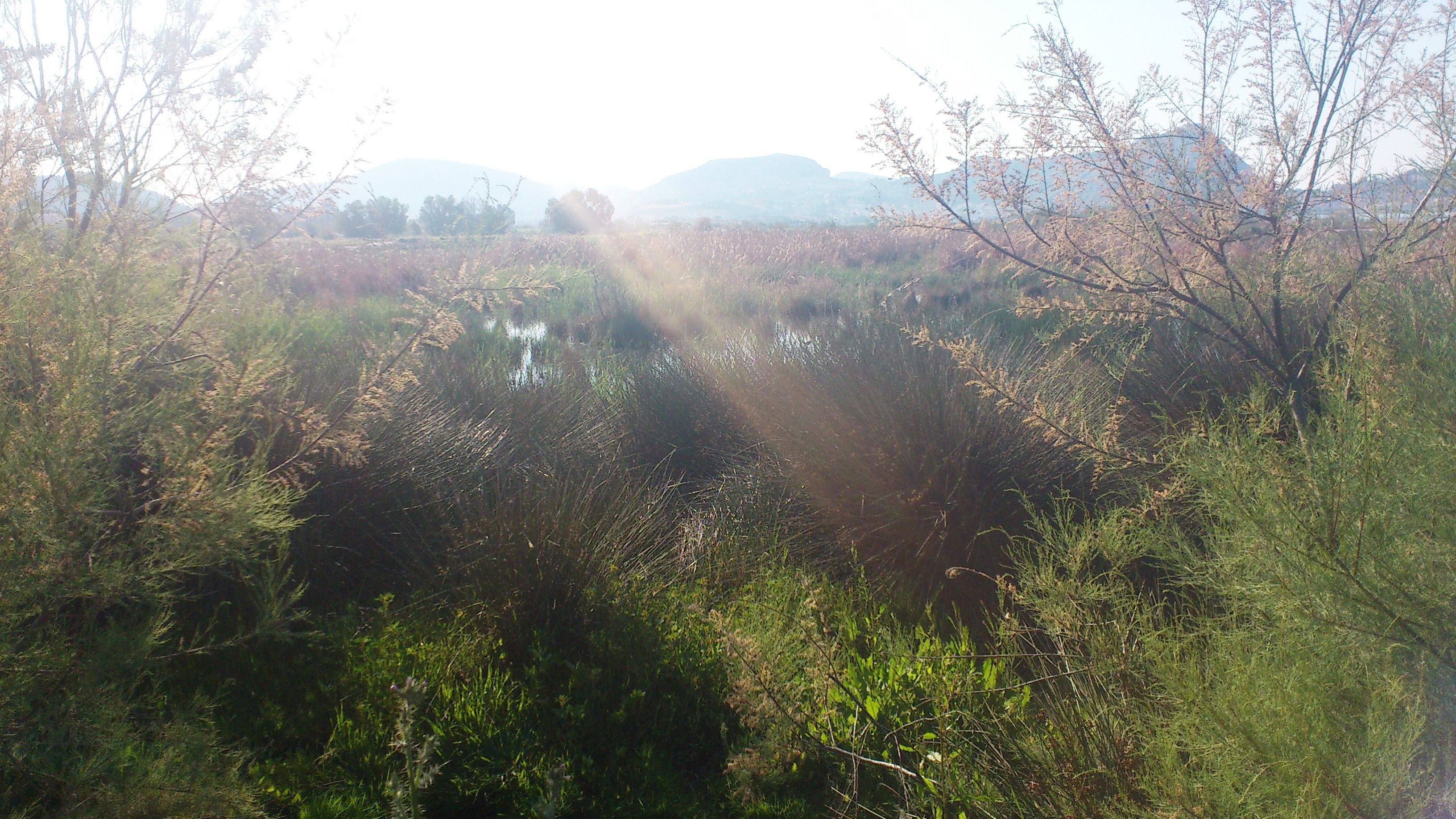 Sunshine in Fields