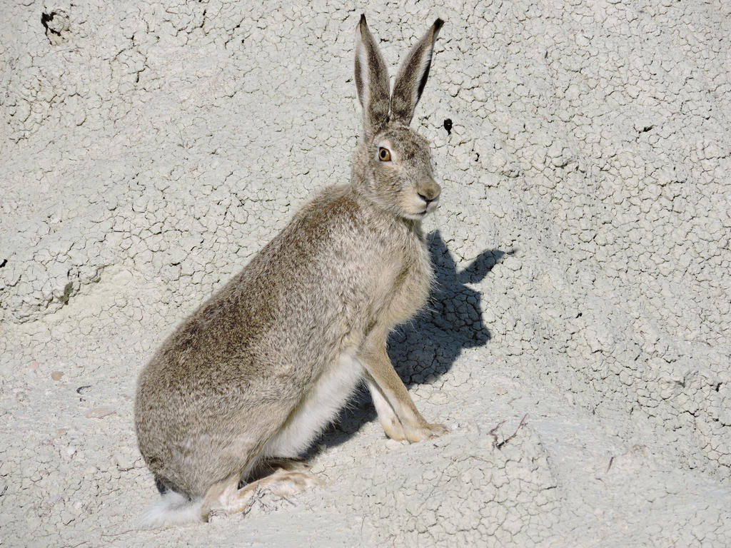 big ass rabbit 2 by NuclearRage on DeviantArt