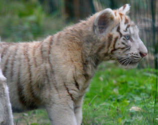 White Tiger Cub 2