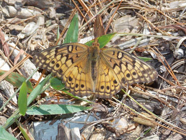 Variegated Fritillary.