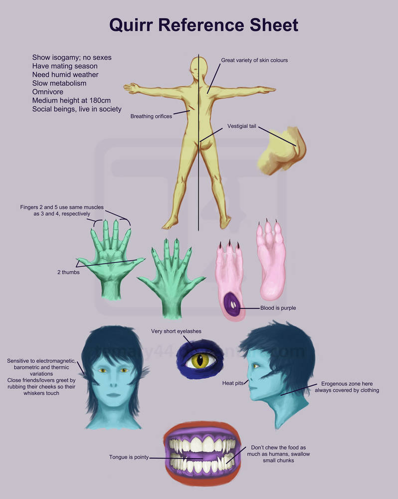Quirr reference sheet by temary44 on DeviantArt