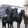 Stock - Police Horses