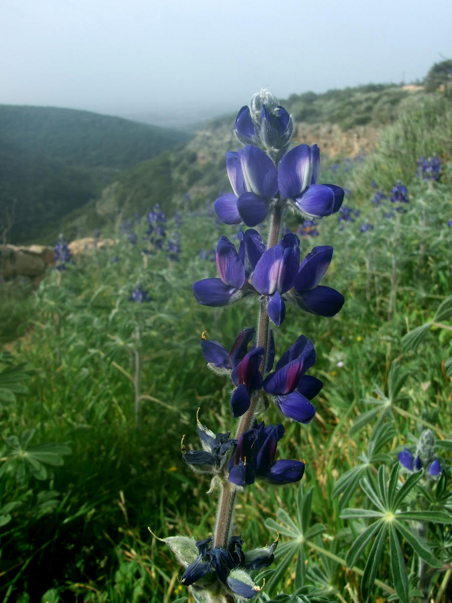 purple flower