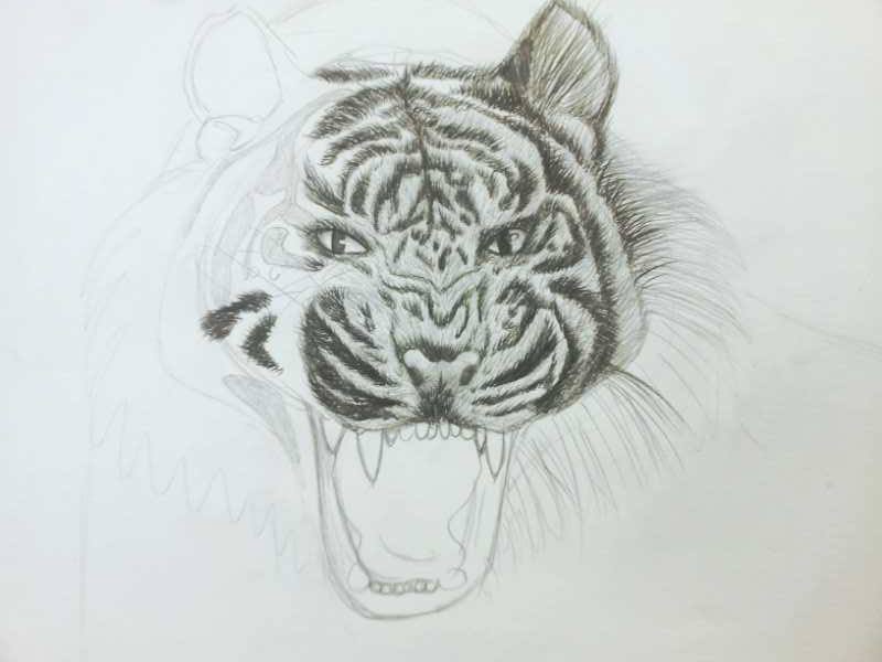 Tiger portrait - Pencil