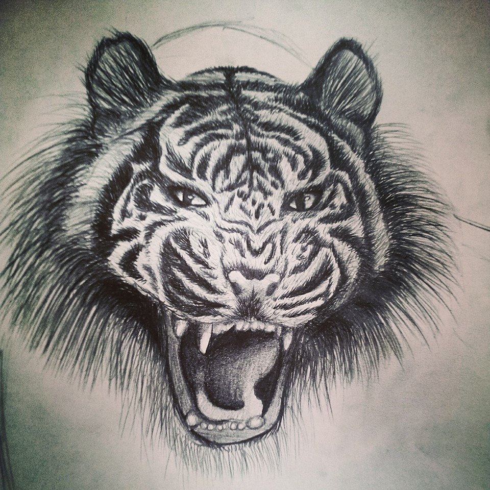 Tiger portrait - Pencil