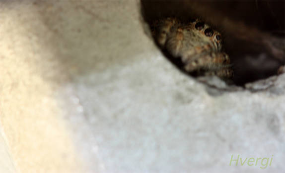 Salticidae spider 2