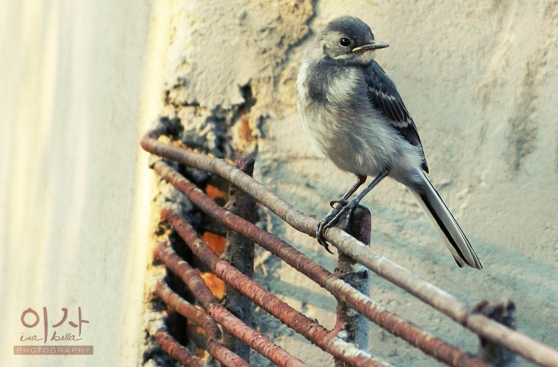 Young Wagtail