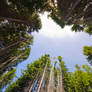 Looking up in the forest