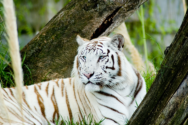 Albino Tiger