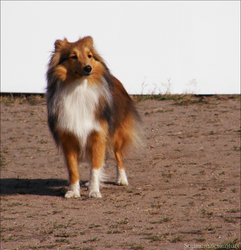 Sheltie