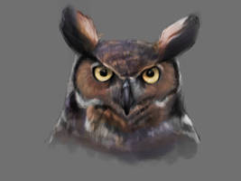 Owl study 1