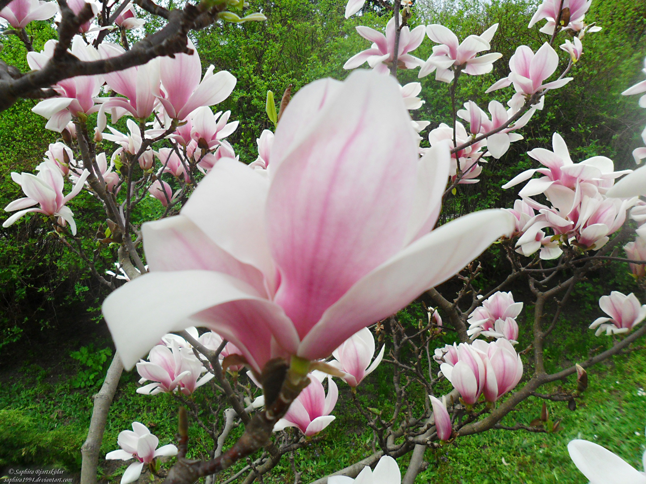 Magnolia