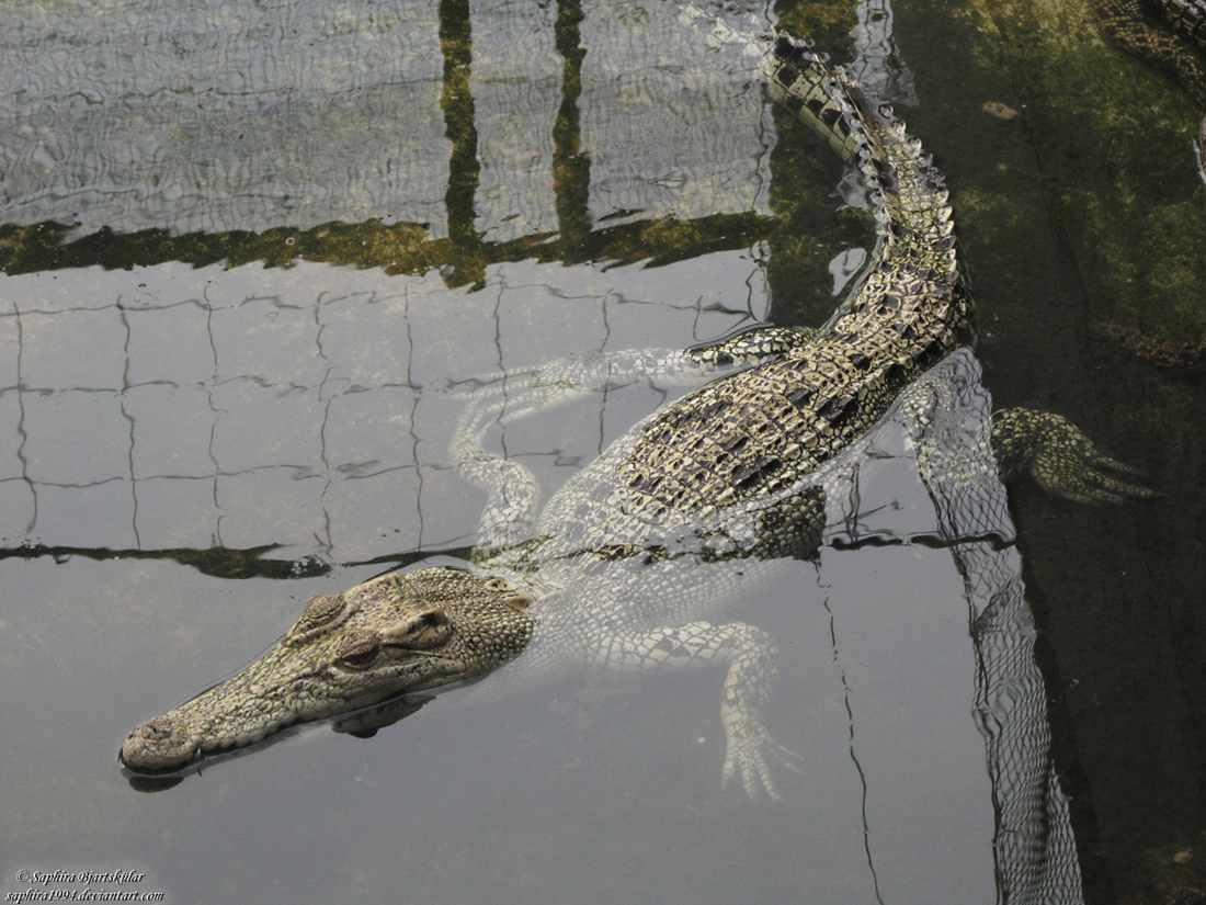 White Croc