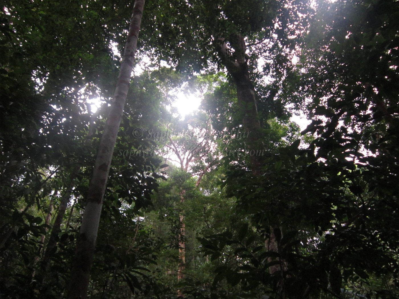 Borneo Rainforest VI