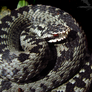 Vipera berus