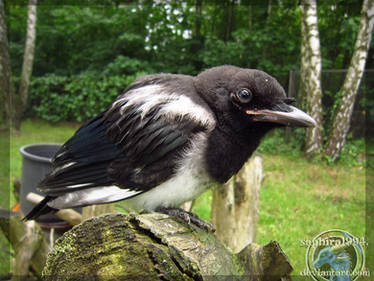 Vincent The Magpie