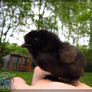 Black Silkie Chick