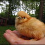 Buff Silkie Chick