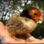 Golden Sebright Chick