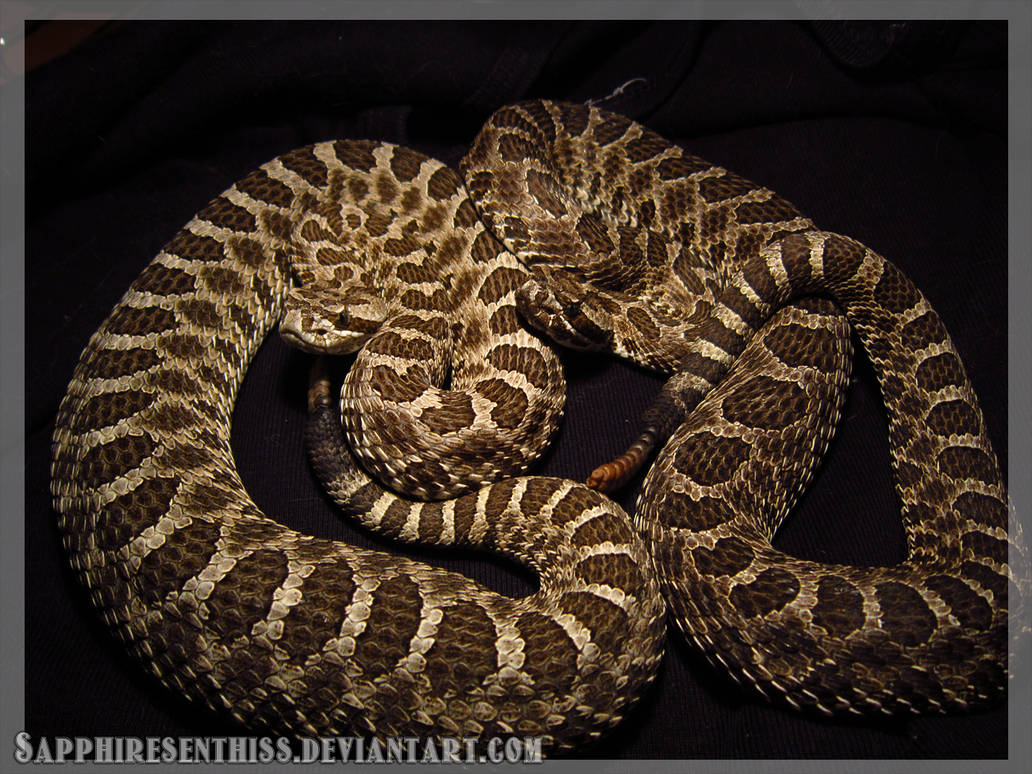 Rattlers by Sapphiresenthiss on DeviantArt