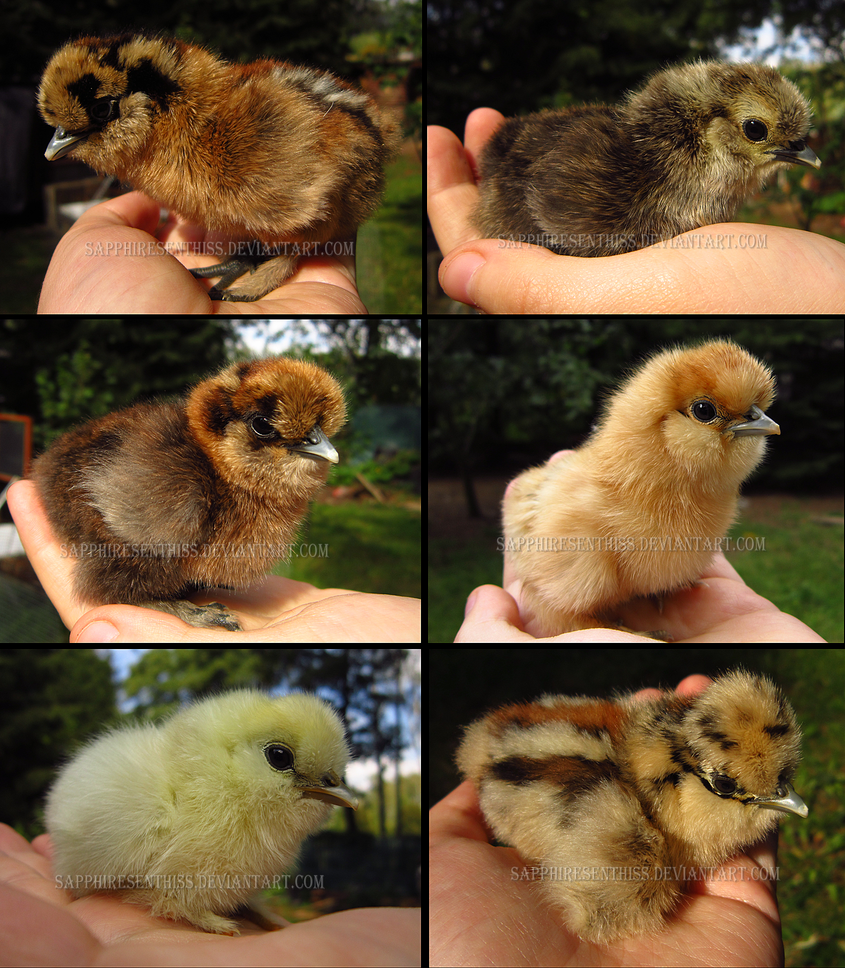 Silkie Chicks