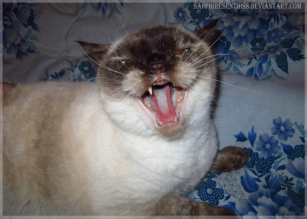 Feline Rage by Sapphiresenthiss on DeviantArt