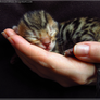 Bengal Kitten In Hand