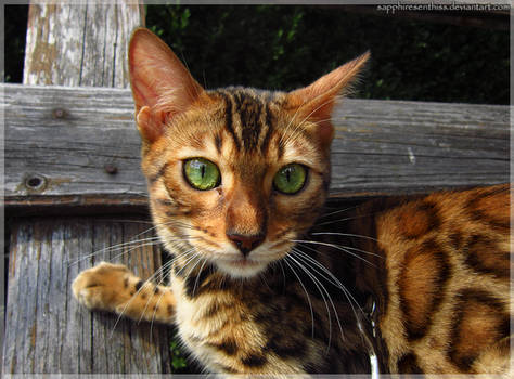 Green Eyed Leopard